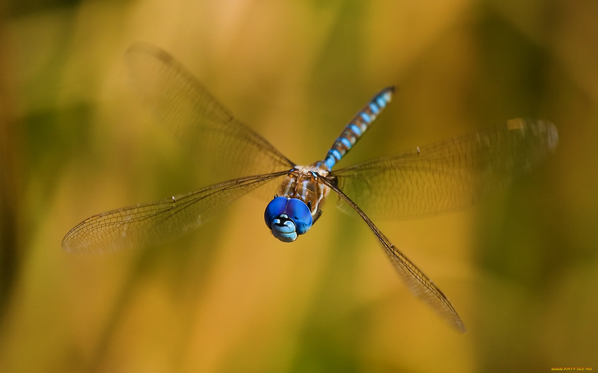 smiling, dragon, , , , 